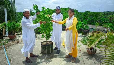 ডুমুরিয়ায় ছাদ বাগানে মালটার‌ চাষ