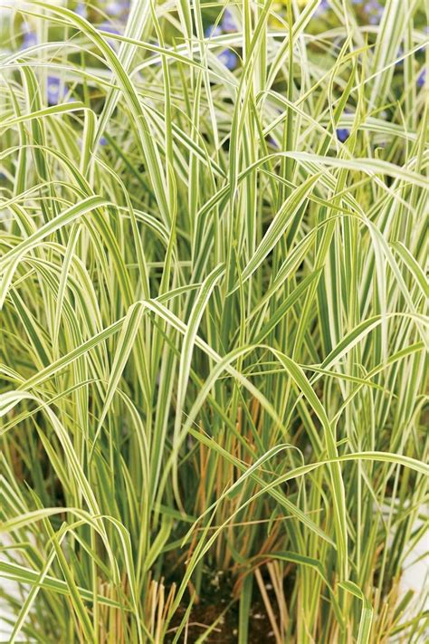 Calamagrostis Acutiflora Overdam Variegated Feather Reed Grass Garden Center Marketing