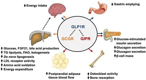 Hypoglycemic Weight Loss Star Targets And Representative Drugs