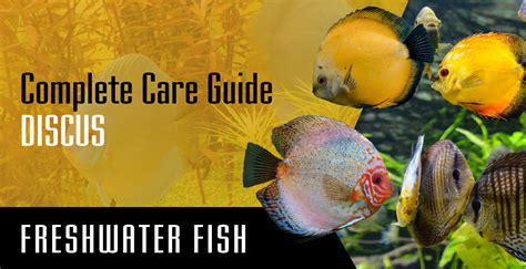 Discus Fish Complete Care Guide Setup Fish Tank