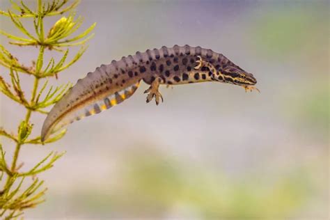 Triturus vulgaris Stock Photos, Royalty Free Triturus vulgaris Images | Depositphotos