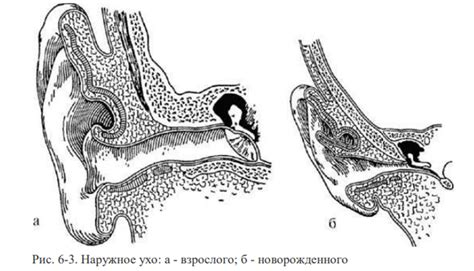 1. Клиническая анатомия наружного уха (ушная раковина, слуховой проход ...