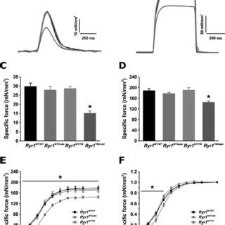 Reduced Twitch And Tetanic Specific Force Production In EDL Muscles