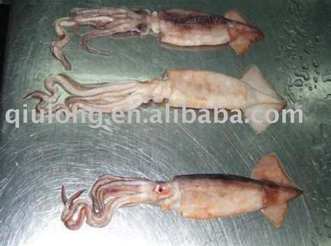 Frozen Seafood Squid China Qiulong Price Supplier 21food