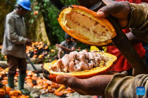 Feature Cameroons Cocoa Farmers Gain From Domestic Processing Xinhua