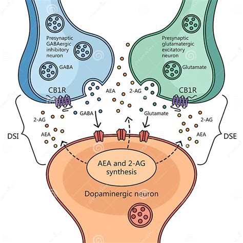 Neurotransmitter Interactions Diagram Science Stock Illustration