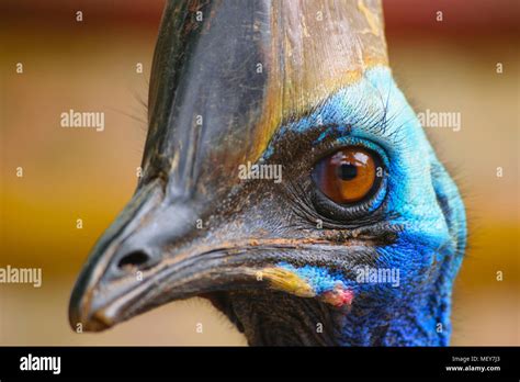 Cassowary eye hi-res stock photography and images - Alamy