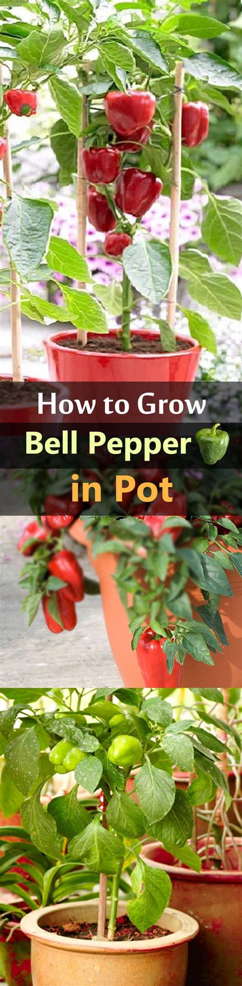 Growing Bell Peppers In Pots And Containers Bell Pepper Care Guide