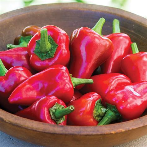 Amazon Burpee Diablito Hot Pepper Seeds 20 Seeds Patio Lawn Garden