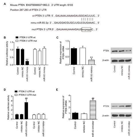 Silencing Of Long Noncoding Rna Growth Arrest Specific 5 Alleviates