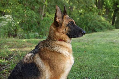 German Shepherd Profile Photograph By Sandy Keeton Pixels