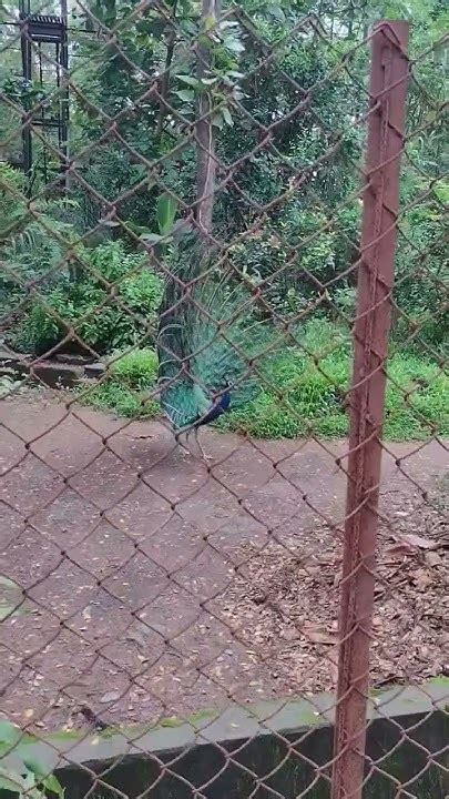 Mesmerizing Peacock Dancing In Rain Short Video Shorts Youtube