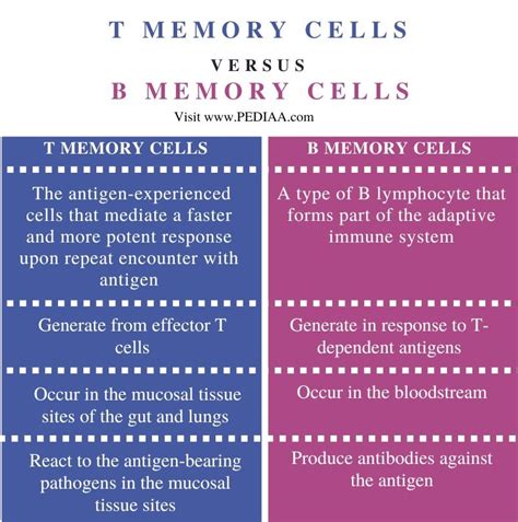 What is the Difference Between T Memory Cells and B Memory Cells ...