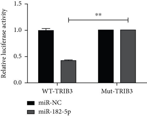 Trib Is A Downstream Target Of Mir P A Binding Sites Between