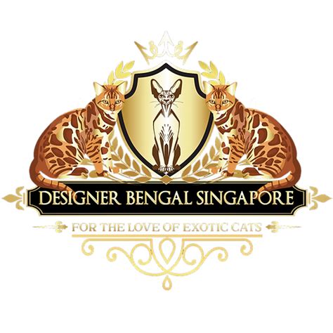 Designer Bengal Singapore Designer Cats Singapore Cat Hotel Cat