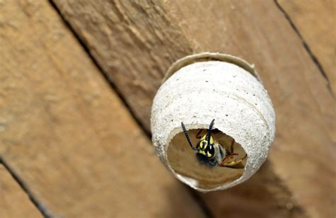 Come Eliminare Un Nido Di Vespe Da Casa Tua Con Fumo Aceto E Menta