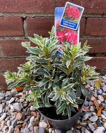 Azalea Silver Sword 2L Windlestone Nursery Garden Centre In