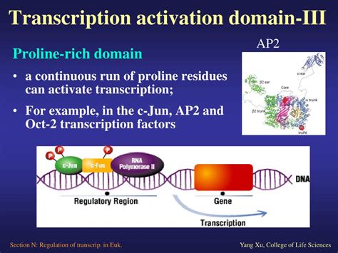 Ppt Section N Regulation Of Transcription In Eukaryotes Powerpoint