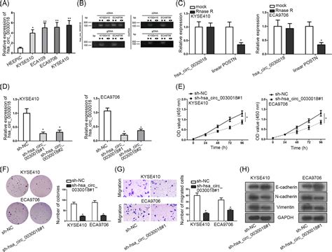 Circular Rna Hsa Circ 0030018 Acts As A Sponge Of Mir‐599 To Aggravate