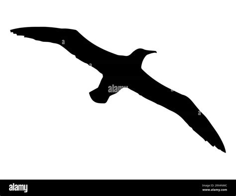 Albatross Silhouette Vector Art White Background Stock Vector Image And Art Alamy