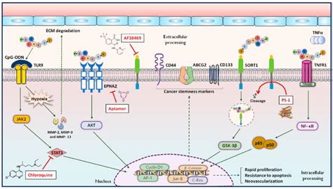 The Schematic Representation Of The Physiological And Pathological Role