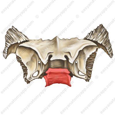 Sphenoid bone – Easy Anatomy 3D