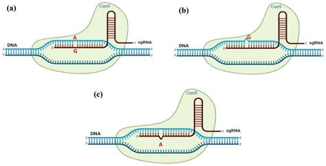 Ijms Free Full Text Advances And Perspectives In Tissue Culture And