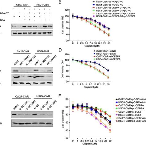 CEBPA DT Regulates Cisplatin Chemosensitivity Through CEBPA BCL2