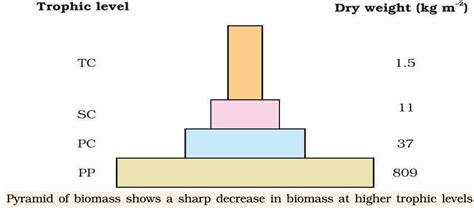 Ecological Pyramids: Pyramid of Numbers, Biomass & Energy | PMF IAS