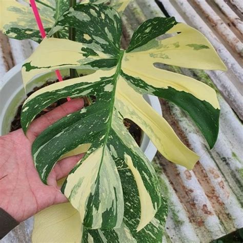 Jual Monstera Thai Constellation Variegata Monthai Kab Bogor