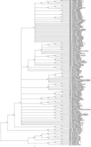 Dna Barcoding Evaluation And Implications For Phylogenetic