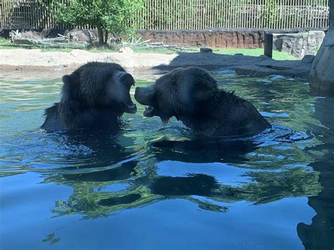 I Thought Some Of You Might Enjoy This Really Handsome Bear Couple R Gay