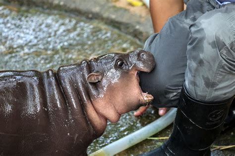 Livestream Coming To Watch Viral Star Moo Deng The Pygmy Hippo What To