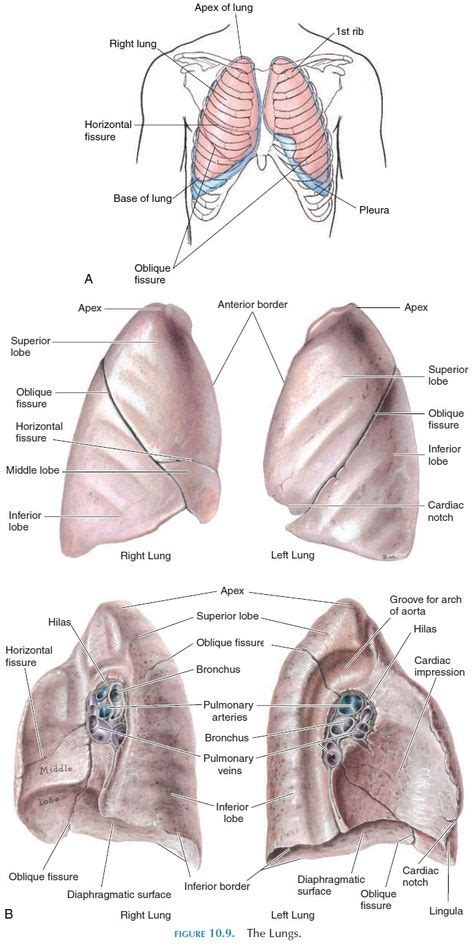 The Lungs Anatomy Of The Respiratory System Apex Of Lung Lung Anatomy Lunges