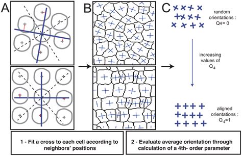 Defining The Orientational Order Parameter Q4 Top Two Panels Of A And