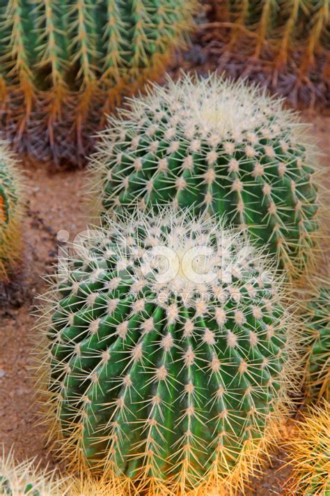 Cactus Plants In A Garden Stock Photo | Royalty-Free | FreeImages