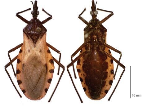 ﻿designation Of The Neotype Of Triatoma Dimidiata Latreille 1811 Hemiptera Reduviidae