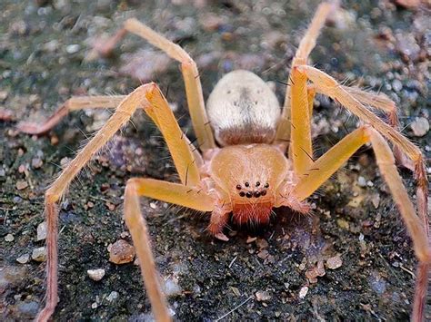 Descubre los arácnidos más importantes desde las garrapatas a las