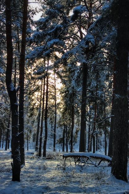 Árboles en un campo cubierto de nieve en el bosque Foto Premium