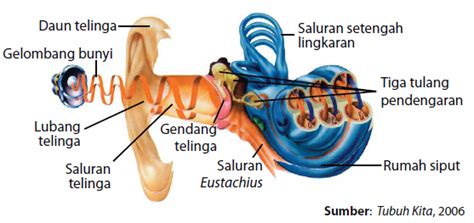 Pokokesinau Indra Pendengaran Manusia Telinga