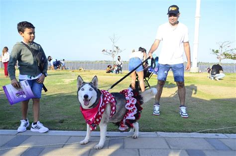 Jornada de adopción de perros y gatos en Barranquilla