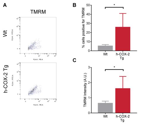 Antioxidants Free Full Text Cox 2 Expression In Hepatocytes