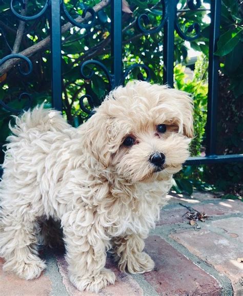 Maltipoo Maltese X Poodle Info Temperament Lifespan Grooming