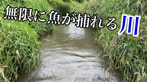 あの魚が無限に捕れる水路【ガサガサ】 Youtube