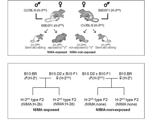 Murine Models For Non Inherited Maternal Antigens A Left C57bl6