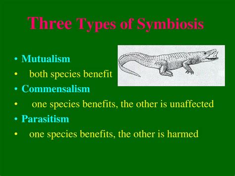 What Is Symbiosis Explain With Example