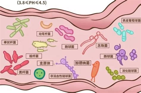 肠道菌群平衡——或对iga肾病有辅助治疗作用澎湃号·湃客澎湃新闻 The Paper