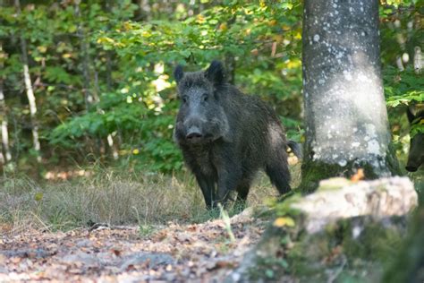 Cerfs Biches Chevreuils Et Sangliers