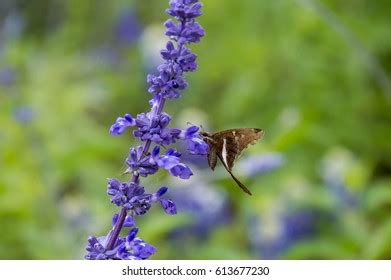 Mar Hong Kongbees Collecting Nectar Stock Photo