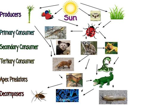 Food Web Makensie